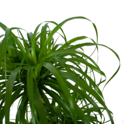 Beaucarnea Recurvata - Vertakt - Olifantenpoot - P32 H90 - Kamerplant 8 Beaucarnea Recurvata - Vertakt - Olifantenpoot - P32 H90 - Kamerplant -Planten Winkel beaucarnea recurvata vertakt olifantenpoot p32 h90 6 3