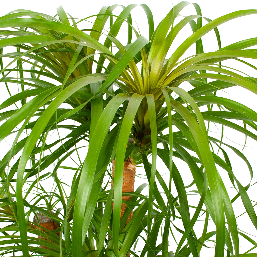 Beaucarnea Recurvata - Vertakt - Olifantenpoot - P38 H110 - Kamerplant 4 Beaucarnea Recurvata - Vertakt - Olifantenpoot - P38 H110 - Kamerplant - Afbeelding 2