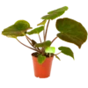 Begonia Masoniana Jungle - P15 H40 - Kamerplant -Planten Winkel begonia masoniana jungle p15 h40 1 1