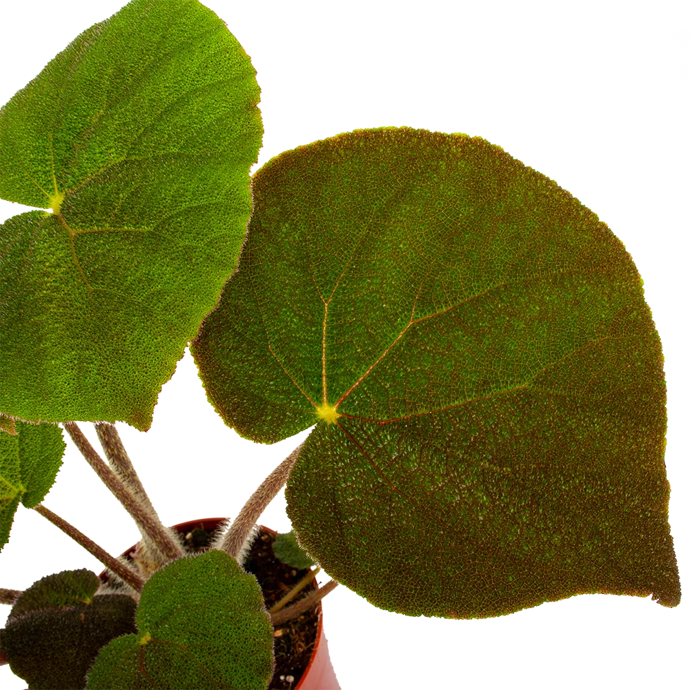 Begonia Masoniana Jungle - P15 H40 - Kamerplant 4 Begonia Masoniana Jungle - P15 H40 - Kamerplant - Afbeelding 2