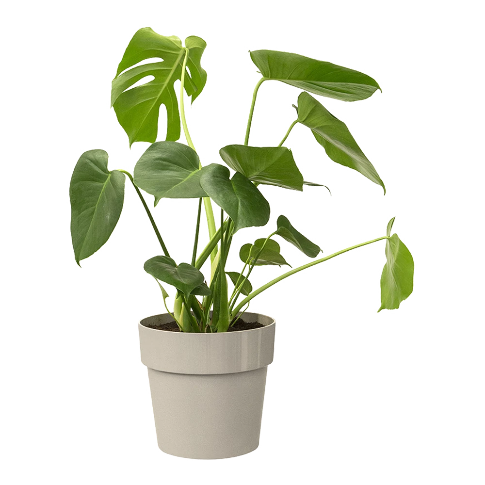 Bloempot Elho B.for Original Rond 25cm - Warm Grijs 4 Bloempot Elho B.for Original Rond 25cm - Warm Grijs - Afbeelding 2