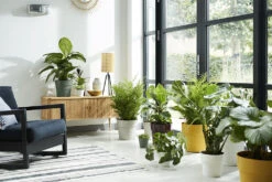 Bloempot Elho B.for Original Rond 25cm - Warm Grijs 7 Bloempot Elho B.for Original Rond 25cm - Warm Grijs -Planten Winkel bfor original rond 25cm bloempot warm grijs 7 17