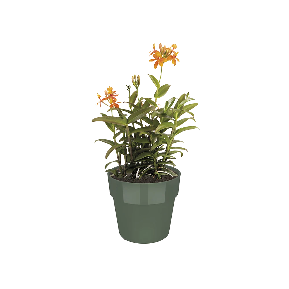 Bloempot Elho B.for Original Rond 30cm - Bladgroen 4 Bloempot Elho B.for Original Rond 30cm - Bladgroen - Afbeelding 2