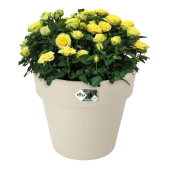 Bloempot Elho Green Basics Top Planter 47cm - Katoen Wit 7 Bloempot Elho Green Basics Top Planter 47cm - Katoen Wit -Planten Winkel bloempot elho green basics top planter katoen wit bloempot katoen wit 3 1