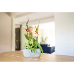 Bloempot Felco Ovaal - L28 X B15 X H13cm 5 Bloempot Felco Ovaal - L28 X B15 X H13cm -Planten Winkel bloempot felco ovaal l28 x b15 x h13cm bloempot 2