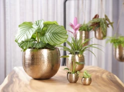 Planten Winkel -Planten Winkel bloempot kody d17 h16 rose goud bloempot 6 7