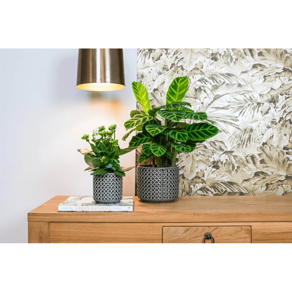 Bloempot Thies - D17 X H15cm - Antraciet 4 Bloempot Thies - D17 X H15cm - Antraciet - Afbeelding 2