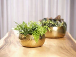 Plantenschaal Kody - D24 X H11cm - Goud 7 Plantenschaal Kody - D24 X H11cm - Goud -Planten Winkel bowl kody gold d24 h11 schaal 7 12