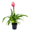 Bromelia Guzmania Candy - P12 H55 Roze - Kamerplant 1 Bromelia Guzmania Candy - P12 H55 Roze - Kamerplant -Planten Winkel bromelia guzmania candy p12 h55 roze 4