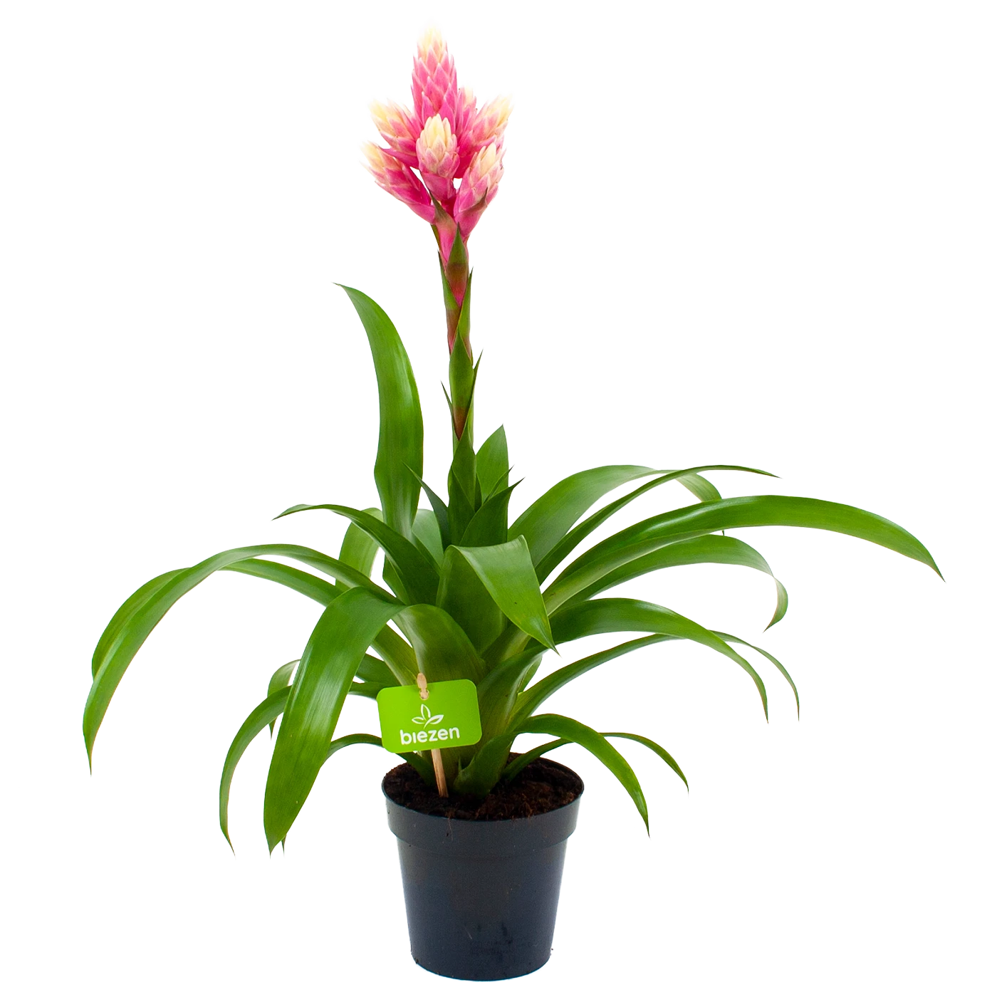 Bromelia Guzmania Candy - P12 H55 Roze - Kamerplant 3 Bromelia Guzmania Candy - P12 H55 Roze - Kamerplant