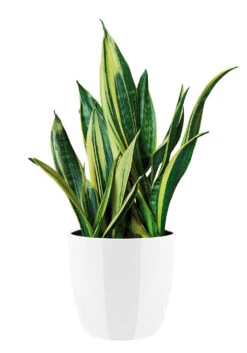 Bloempot Elho Brussels Diamond Rond 25cm - Wit 8 Bloempot Elho Brussels Diamond Rond 25cm - Wit -Planten Winkel brussels diamond rond 25cm bloempot wit 6 20