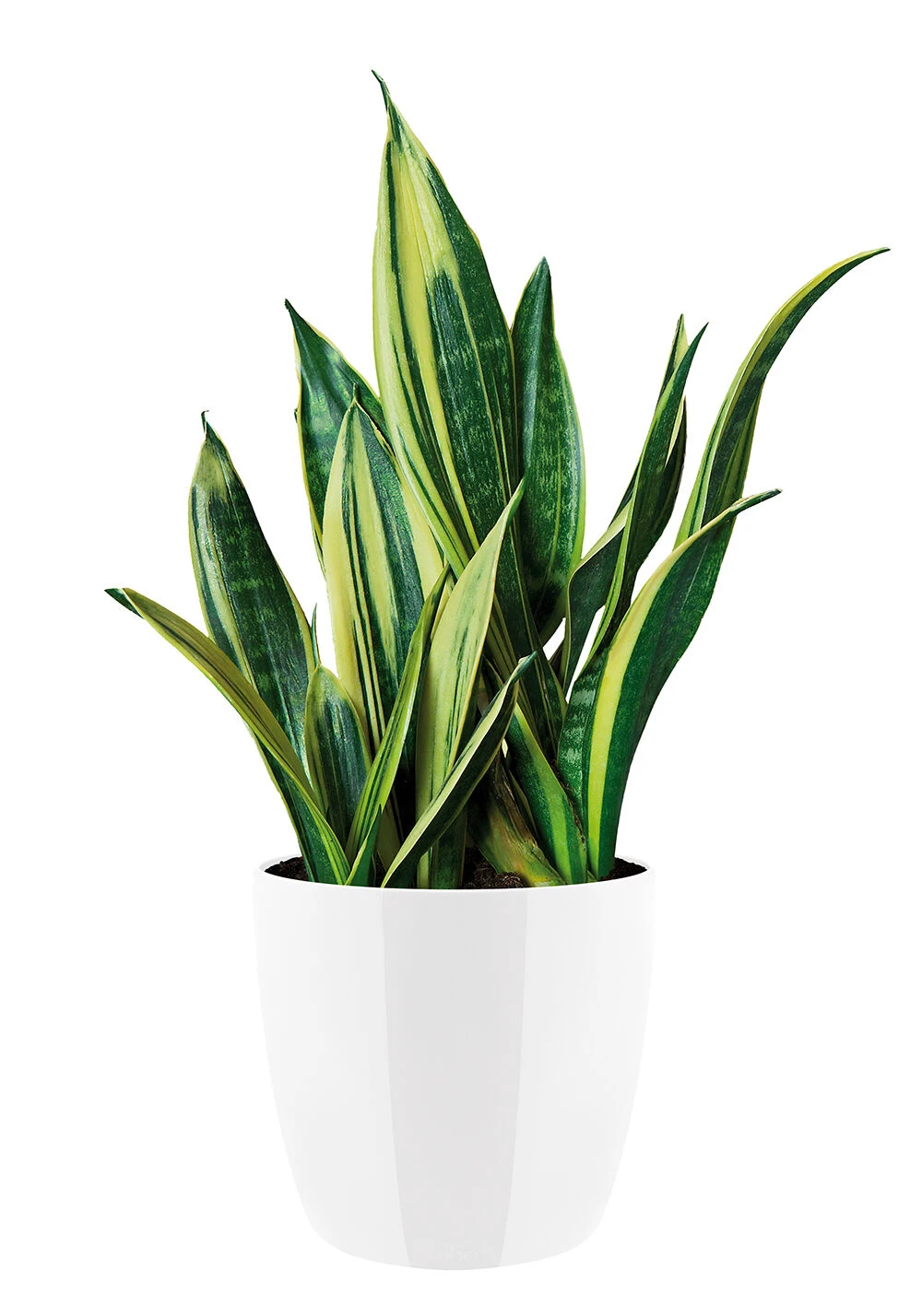 Bloempot Elho Brussels Diamond Rond 25cm - Wit 5 Bloempot Elho Brussels Diamond Rond 25cm - Wit - Afbeelding 3