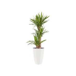 Bloempot Elho Brussels Diamond Rond Hoog 32cm - Wit 7 Bloempot Elho Brussels Diamond Rond Hoog 32cm - Wit -Planten Winkel brussels diamond rond hoog 32cm bloempot wit 6 20