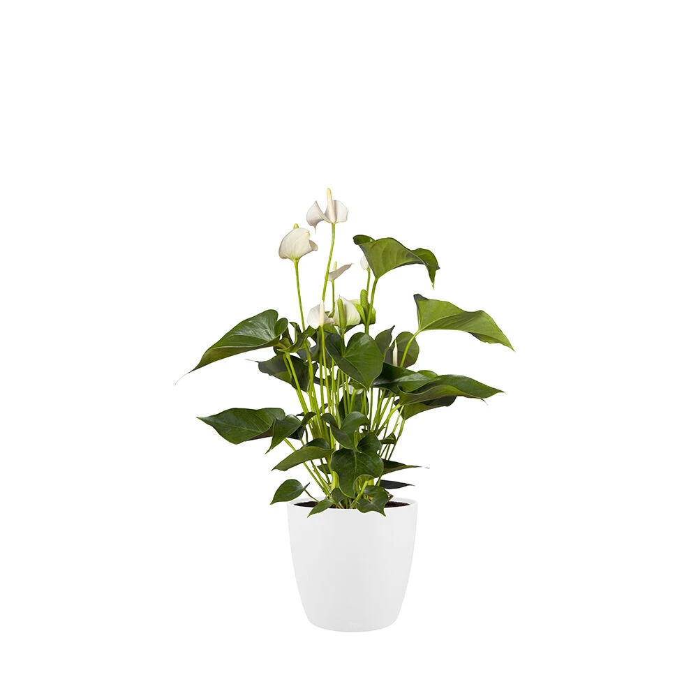 Bloempot Elho Brussels Rond 25cm - Wit 4 Bloempot Elho Brussels Rond 25cm - Wit - Afbeelding 2