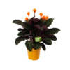 Calathea Crocata - Eeuwige Vlam - P15 H45 - Kamerplant 1 Calathea Crocata - Eeuwige Vlam - P15 H45 - Kamerplant -Planten Winkel calathea crocata eeuwige vlam p15 h45 1
