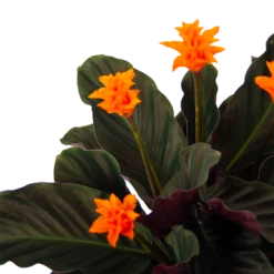 Calathea Crocata - Eeuwige Vlam - P15 H45 - Kamerplant 7 Calathea Crocata - Eeuwige Vlam - P15 H45 - Kamerplant -Planten Winkel calathea crocata eeuwige vlam p15 h45 3
