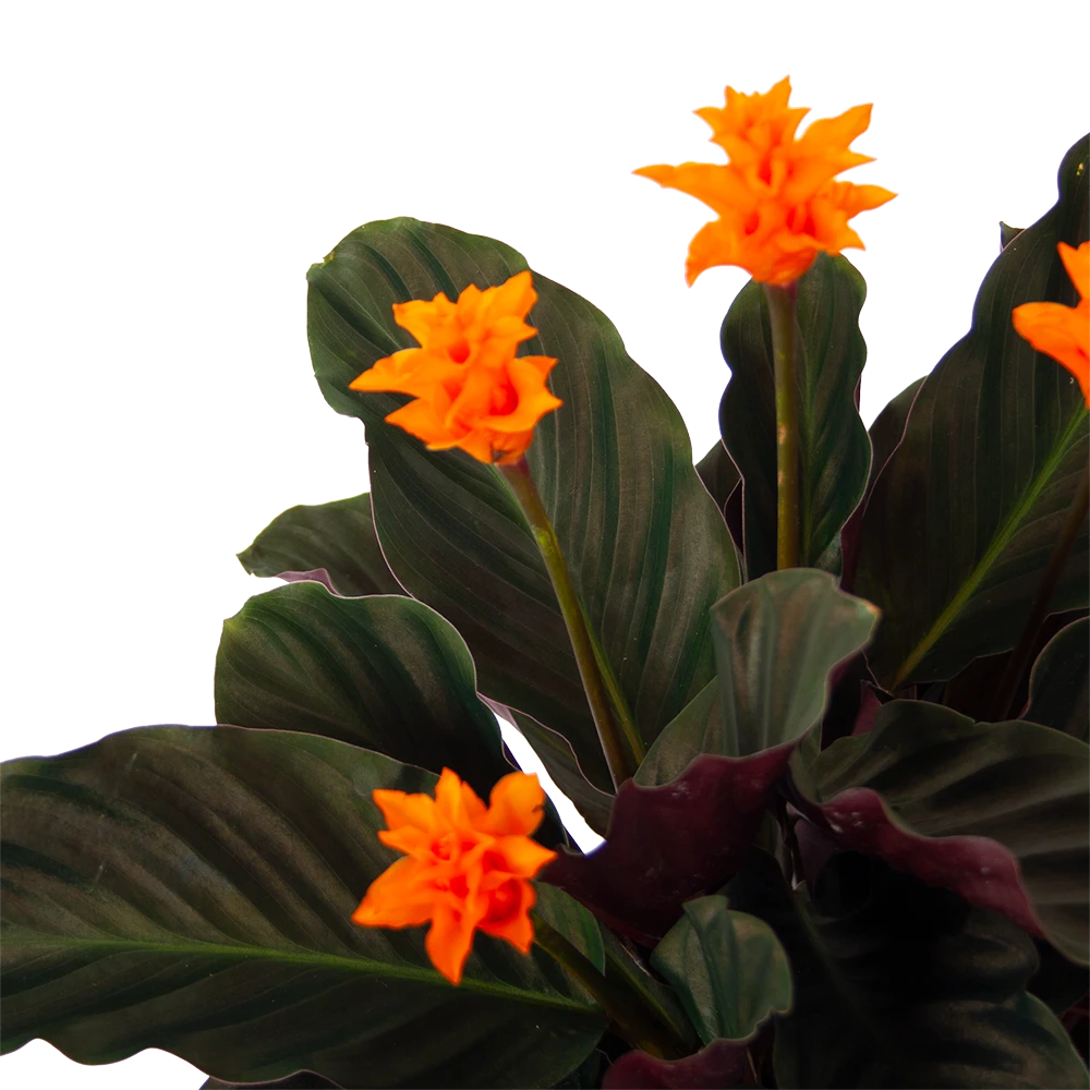 Calathea Crocata - Eeuwige Vlam - P15 H45 - Kamerplant 4 Calathea Crocata - Eeuwige Vlam - P15 H45 - Kamerplant - Afbeelding 2