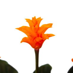 Calathea Crocata - Eeuwige Vlam - P15 H45 - Kamerplant 8 Calathea Crocata - Eeuwige Vlam - P15 H45 - Kamerplant -Planten Winkel calathea crocata eeuwige vlam p15 h45 4