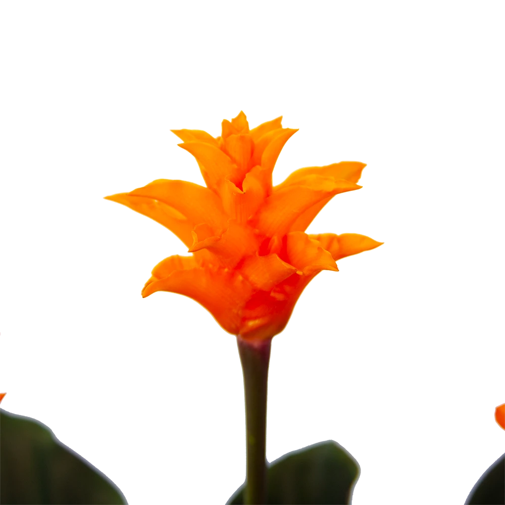 Calathea Crocata - Eeuwige Vlam - P15 H45 - Kamerplant 5 Calathea Crocata - Eeuwige Vlam - P15 H45 - Kamerplant - Afbeelding 3