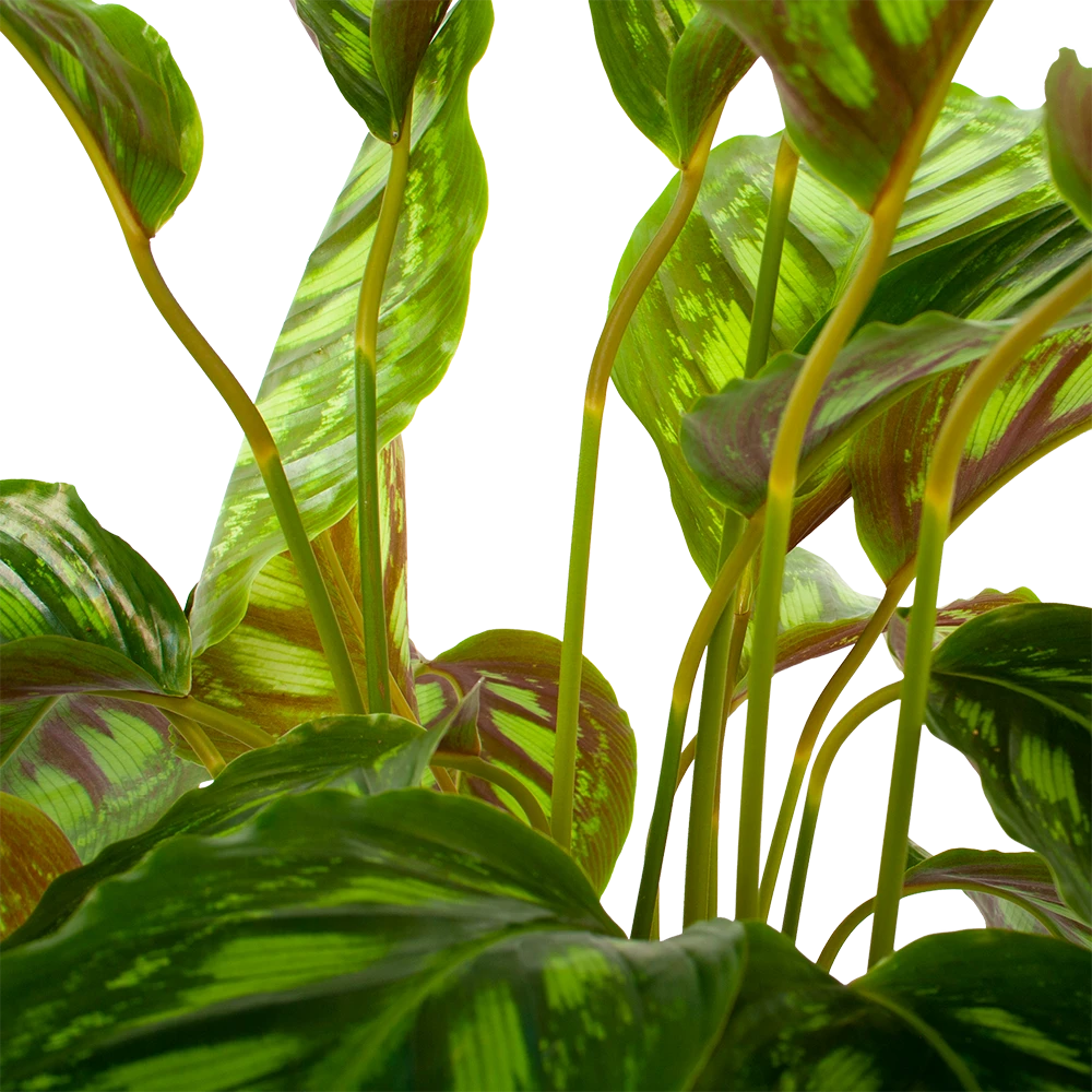 Calathea Flamestar - Schaduwplant - P19 H75 - Kamerplant 4 Calathea Flamestar - Schaduwplant - P19 H75 - Kamerplant - Afbeelding 2