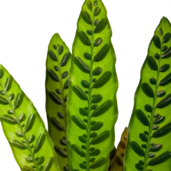 Nieuwe uitgaven -Planten Winkel calathea insigne livingplant p17 h65 6