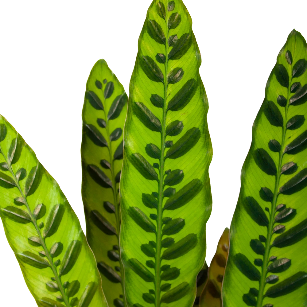 Calathea Insigne - Livingplant - P17 H65 - Kamerplant 4 Calathea Insigne - Livingplant - P17 H65 - Kamerplant - Afbeelding 2