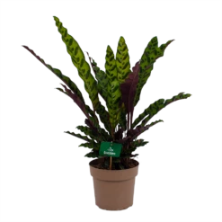 Nieuwe uitgaven 13 Calathea Insigne - Livingplant - P21 H60 - Kamerplant