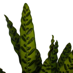 Nieuwe uitgaven -Planten Winkel calathea insigne livingplant p21 h60 3