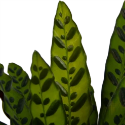 Calathea Insigne - Livingplant - P21 H60 - Kamerplant 8 Calathea Insigne - Livingplant - P21 H60 - Kamerplant -Planten Winkel calathea insigne livingplant p21 h60 4