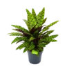 Calathea Insigne - Livingplant - P27 H80 - Kamerplant 2 Calathea Insigne - Livingplant - P27 H80 - Kamerplant -Planten Winkel calathea insigne livingplant p27 h80 1 3