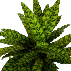 Nieuwe uitgaven -Planten Winkel calathea insigne livingplant p27 h80 5 3
