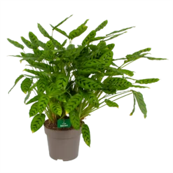 Nieuwe uitgaven 3 Calathea Leopardina - Schaduwplant - P27 H90 - Kamerplant