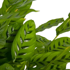 Nieuwe uitgaven -Planten Winkel calathea leopardina schaduwplant p27 h90 kamerplant 3