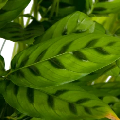 Calathea Leopardina - Schaduwplant - P27 H90 - Kamerplant 8 Calathea Leopardina - Schaduwplant - P27 H90 - Kamerplant -Planten Winkel calathea leopardina schaduwplant p27 h90 kamerplant 4