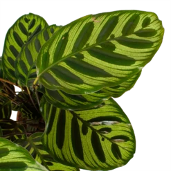 Calathea Makoyana - Pauwenplant - P17 H65 - Kamerplant 8 Calathea Makoyana - Pauwenplant - P17 H65 - Kamerplant -Planten Winkel calathea makoyana pauwenplant p17 h65 6 2