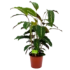 Calathea Maui Queen - Livingplant - P17 H70 - Kamerplant -Planten Winkel calathea maui queen livingplant p17 h70 4