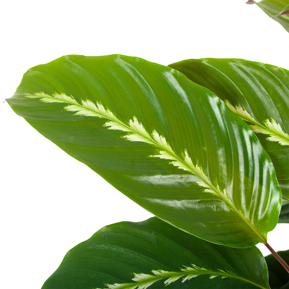 Calathea Maui Queen - Livingplant - P17 H70 - Kamerplant 4 Calathea Maui Queen - Livingplant - P17 H70 - Kamerplant - Afbeelding 2