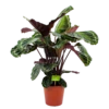 Calathea Medaillon - Schaduwplant - P19 H75 - Kamerplant 2 Calathea Medaillon - Schaduwplant - P19 H75 - Kamerplant -Planten Winkel calathea medaillon schaduwplant p19 h75 4