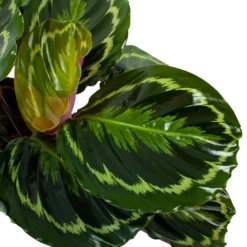 Nieuwe uitgaven -Planten Winkel calathea medaillon schaduwplant p19 h75 5