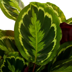 Nieuwe uitgaven -Planten Winkel calathea medaillon schaduwplant p27 h90 5 1
