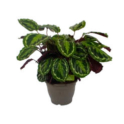 Calathea Medaillon - Schaduwplant - P32 H80 - Kamerplant 9 Calathea Medaillon - Schaduwplant - P32 H80 - Kamerplant -Planten Winkel calathea medaillon schaduwplant p32 h80 2