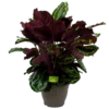Calathea Medaillon - Schaduwplant - P32 H80 - Kamerplant 1 Calathea Medaillon - Schaduwplant - P32 H80 - Kamerplant -Planten Winkel calathea medaillon schaduwplant p32cm h80cm 2