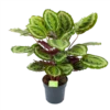 Calathea Mysty - Livingplant - P27 H80 - Kamerplant 2 Calathea Mysty - Livingplant - P27 H80 - Kamerplant -Planten Winkel calathea mysty livingplant p27 h80 1 3