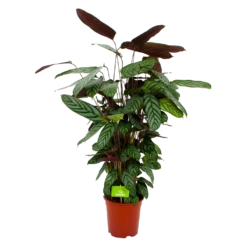 Nieuwe uitgaven 1 Calathea Oppenheimiana - Pauwenplant - P21 H105 - Kamerplant