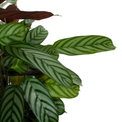 Nieuwe uitgaven -Planten Winkel calathea oppenheimiana pauwenplant p21 h105 5 1
