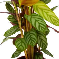 Calathea Oppenheimiana - Schaduwplant - P17 H65 - Kamerplant 8 Calathea Oppenheimiana - Schaduwplant - P17 H65 - Kamerplant -Planten Winkel calathea oppenheimiana schaduwplant p17 h65 6