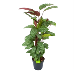 Nieuwe uitgaven 11 Calathea Oppenheimiana - Schaduwplant - P27 H130 - Kamerplant