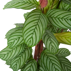 Nieuwe uitgaven -Planten Winkel calathea oppenheimiana schaduwplant p27 h130 5
