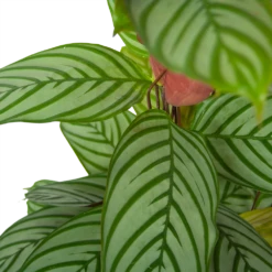 Calathea Oppenheimiana - Schaduwplant - P27 H130 - Kamerplant 8 Calathea Oppenheimiana - Schaduwplant - P27 H130 - Kamerplant -Planten Winkel calathea oppenheimiana schaduwplant p27 h130 6