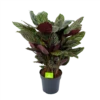 Calathea Ornata - Livingplant - P27 H80 - Kamerplant